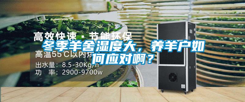 冬季羊舍濕度大，養(yǎng)羊戶如何應對??？