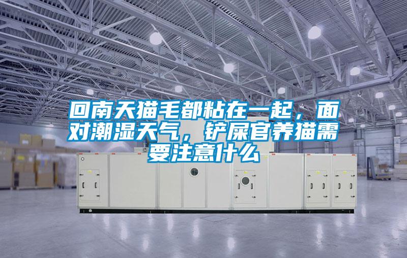 回南天貓毛都粘在一起，面對(duì)潮濕天氣，鏟屎官養(yǎng)貓需要注意什么