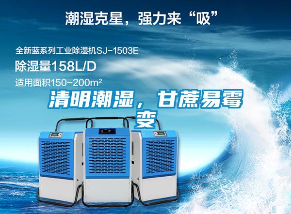 清明潮濕，甘蔗易霉變