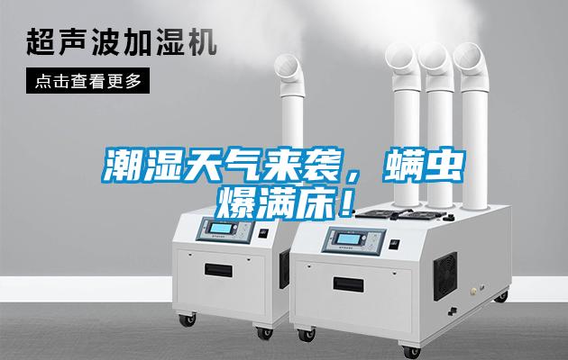 潮濕天氣來襲，螨蟲爆滿床！