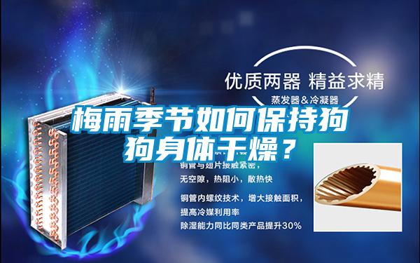 梅雨季節(jié)如何保持狗狗身體干燥？