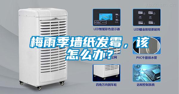 梅雨季墻紙發(fā)霉，該怎么辦？