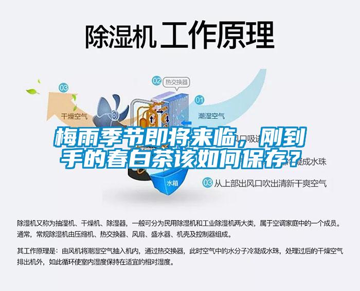 梅雨季節(jié)即將來臨，剛到手的春白茶該如何保存？